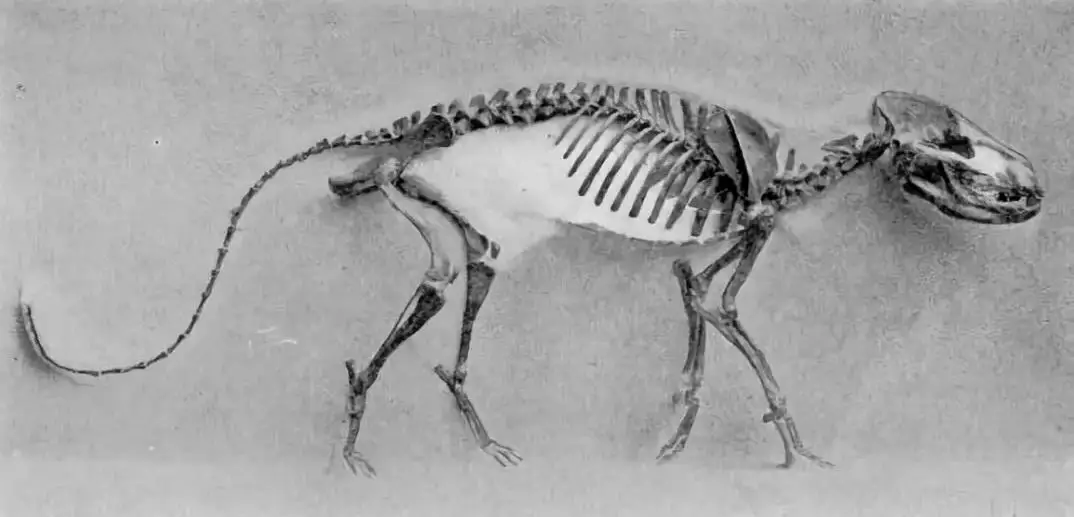 走犬兽骨骼化石