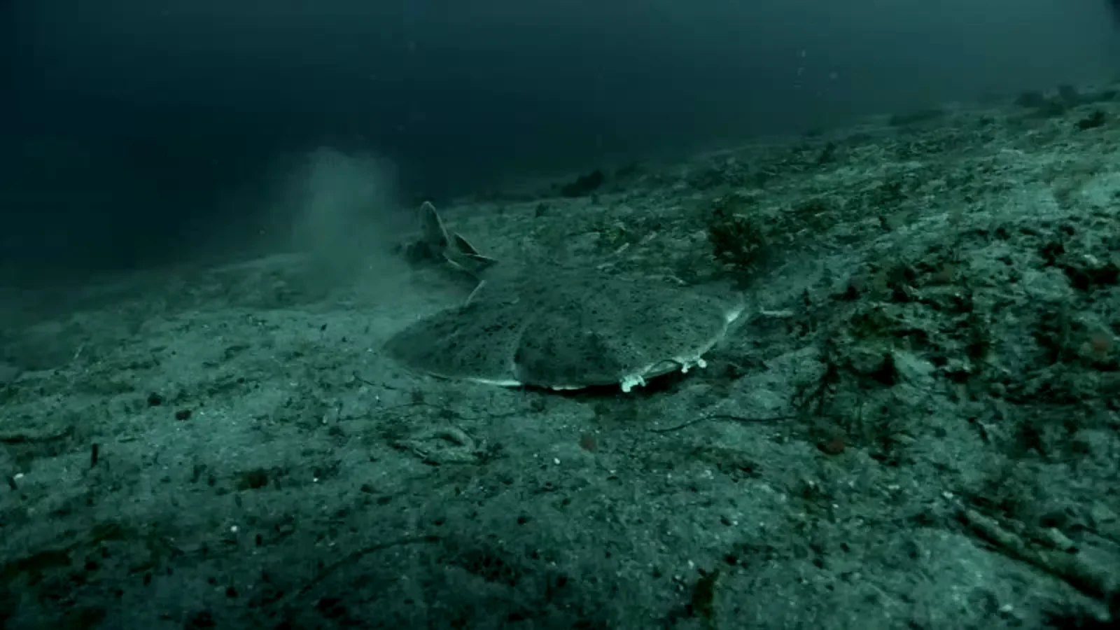 这条扁鲨（Squatina Squatina）大部分时间都趴在海底，等待鱼儿靠近的时候再一口吃掉，它确实是鲨鱼
