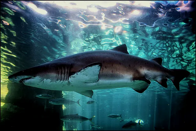 沙锥齿鲨（Carcharias Taurus）是卵胎生动物，带有薄膜的卵在鲨鱼体内孵化，卵黄和卵黄液为幼鲨提供能量。沙锥齿鲨在刚长出牙齿后，就会在母亲体内吞噬其他的卵甚至是其他小鲨鱼