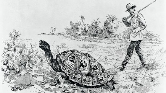 达尔文在观察陆龟