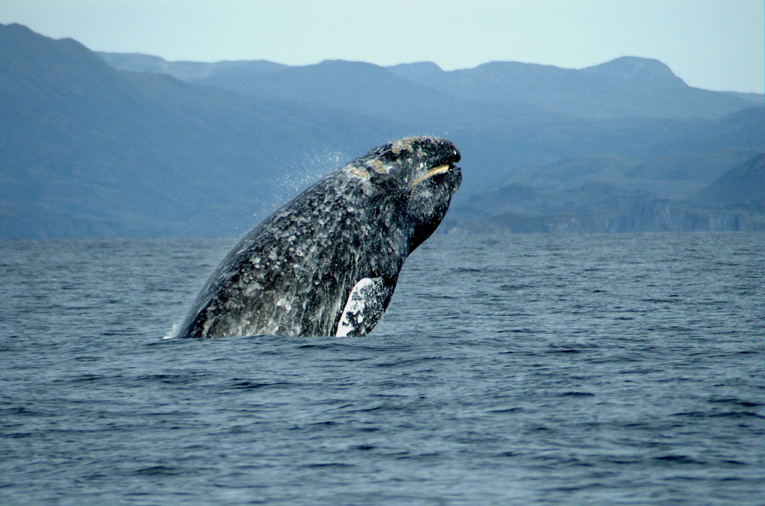 加利福尼亚海域，跳出水面的灰鲸