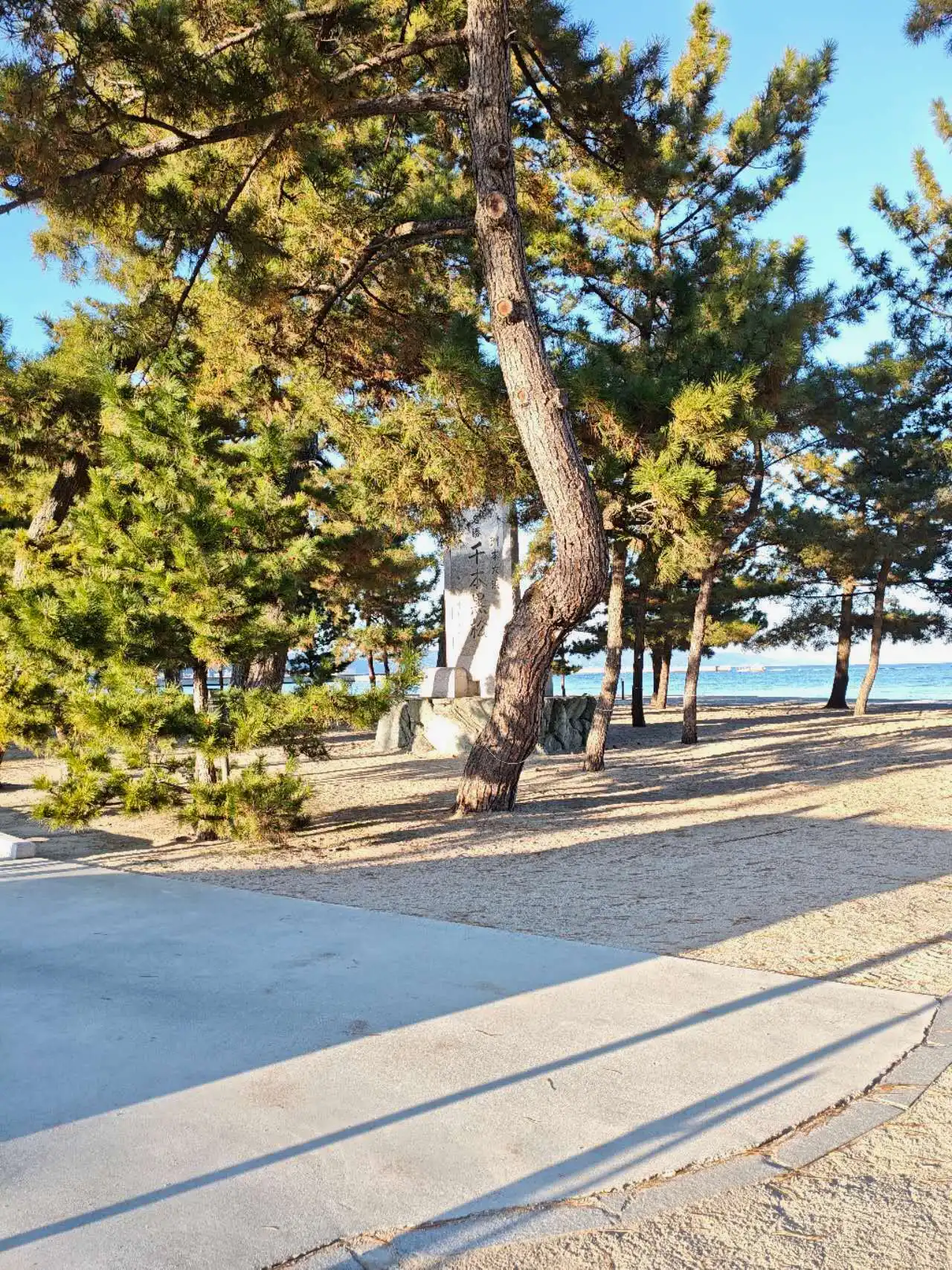 刚下山时拍的松树和海滩。当天热得有些夏天的氛围，但没想到第二天就碰上了能把JR吹到延误的大寒潮