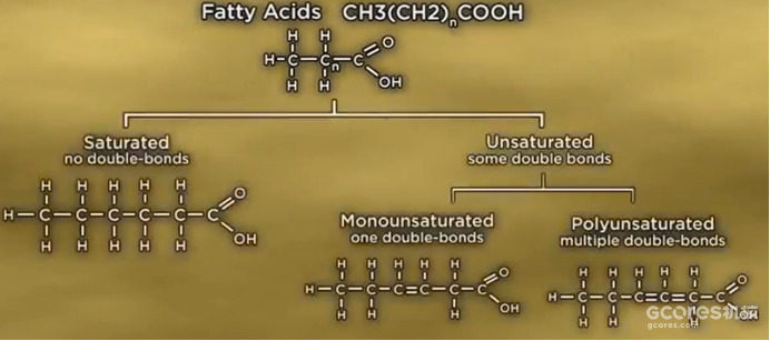 译介丨改善身体构成——饮食与运动 第七讲:脂肪 译介丨改善身体构成——饮食与运动 第七讲:脂肪