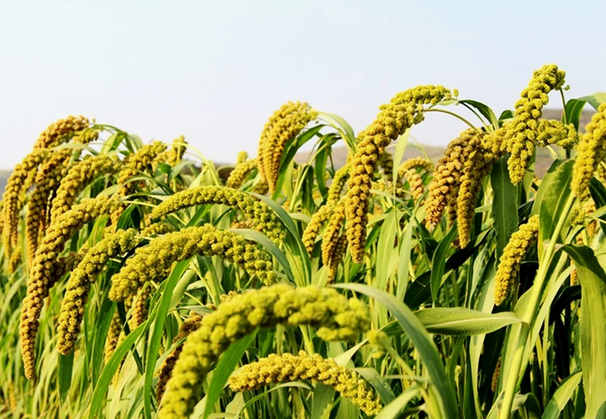 小米就是一种经过华夏先祖们“魔改”的狗尾草