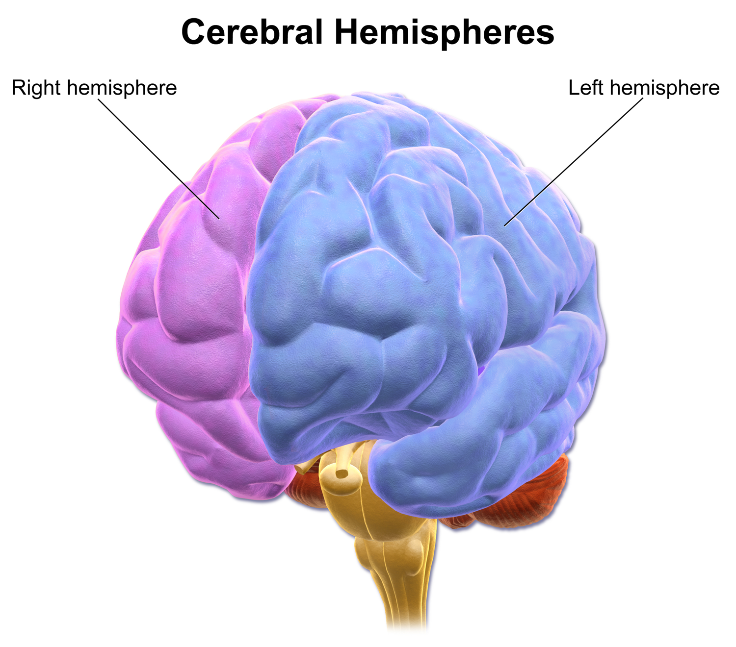 大脑半球（Cerebral hemisphere）