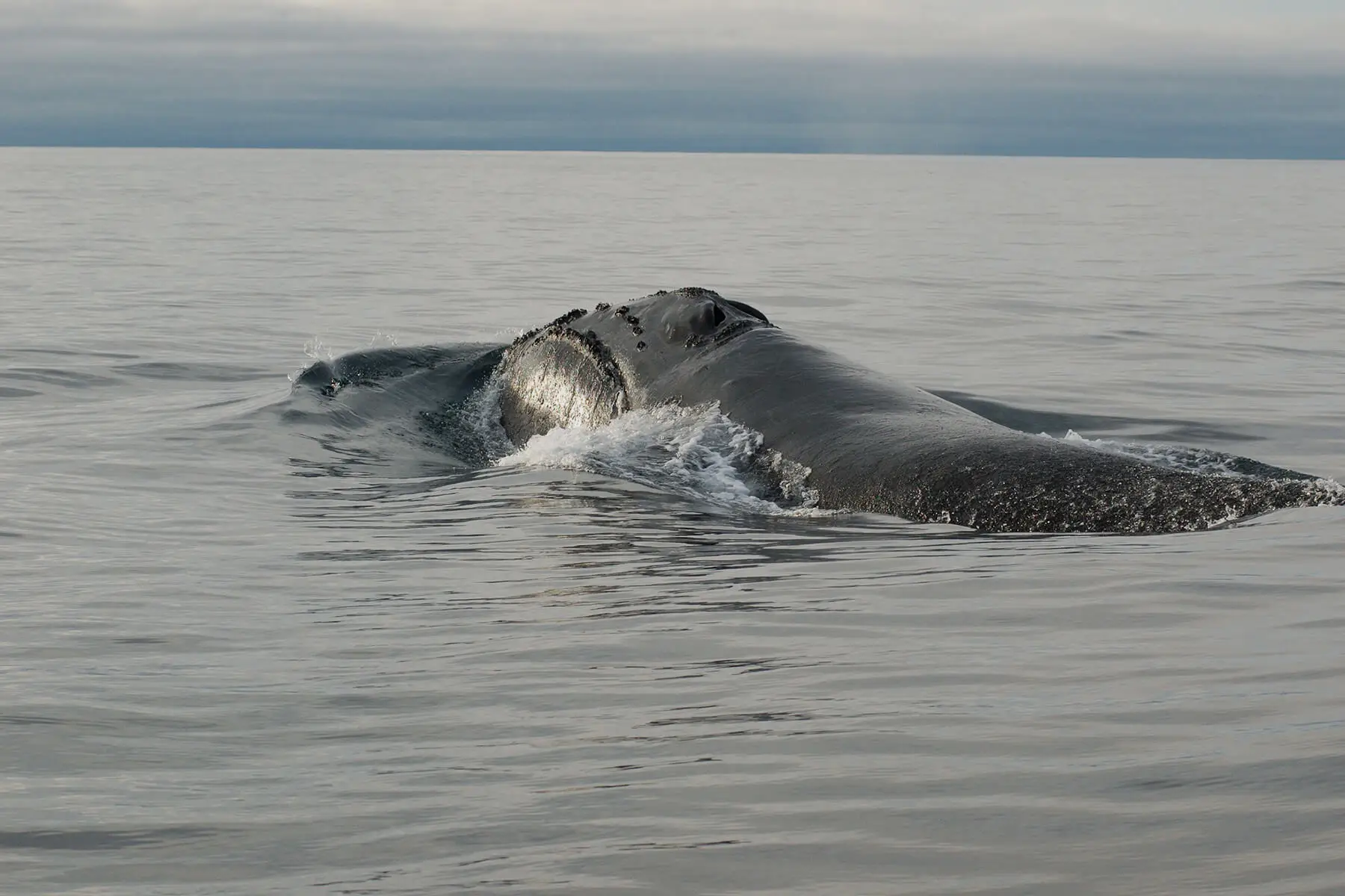 北太平洋地区，浮出水面的北露脊鲸