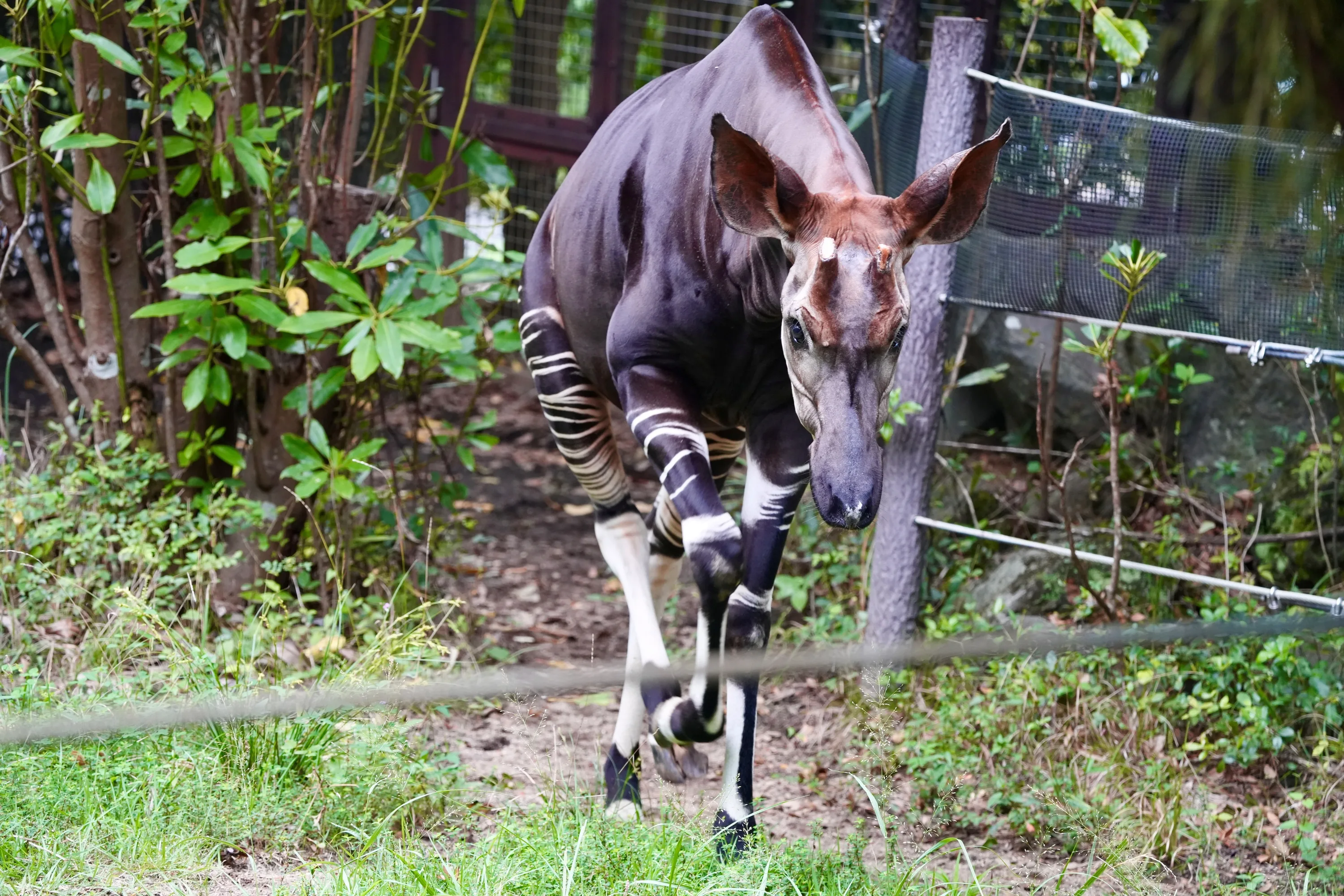于港见未来丨横滨动物园ZOORASIA游记| 机核GCORES
