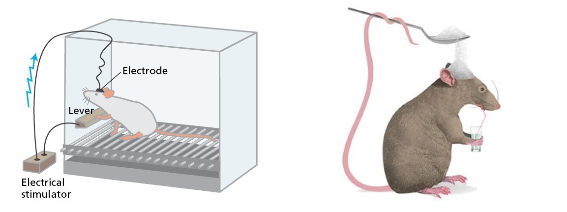 一项研究（Olds and Milner, 1954）将电极埋入老鼠脑中，老鼠按压杠杆便可刺激多巴胺，研究者发现，老鼠会疯狂按压杠杆甚至不吃不喝直至死亡。另一项研究（Berridge et al., 1989）则用药物阻断了老鼠的多巴胺活动，研究者发现，老鼠会停止一切活动，甚至饿死也不会去寻找食物，但是当研究者往老鼠嘴中滴入糖水时，老鼠依然会舔嘴唇，显示出它仍然喜欢食物。这两项研究说明，老鼠可以想要做不喜欢的事情，也可以喜欢吃不想要的东西