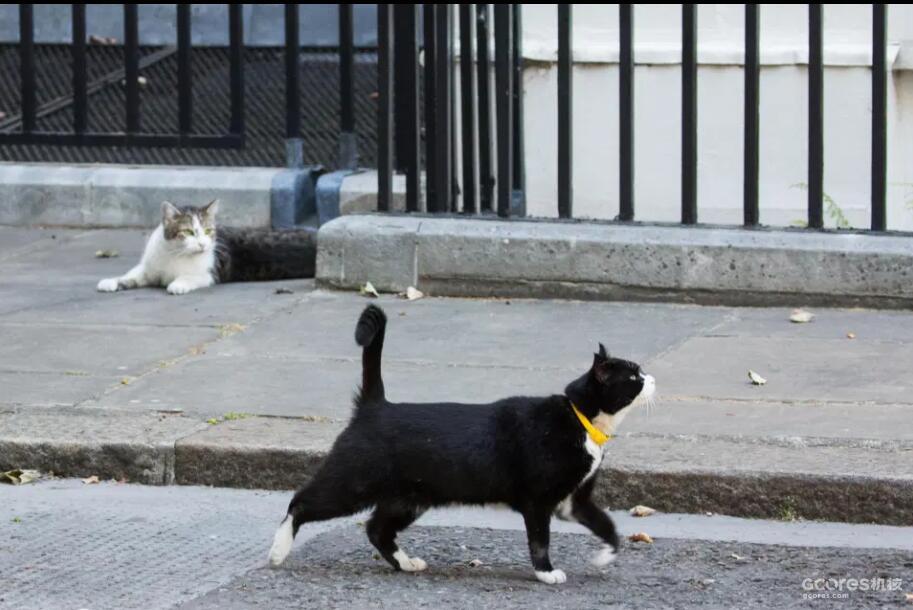 译介丨猫朋友世界博览:英伦公务猫 -古典时期的先驱者-
-是,捕鼠大臣-
-进入互联网时代-
-英国第一公务猫拉里(Larry)-
-后来又如何-
-编后记-