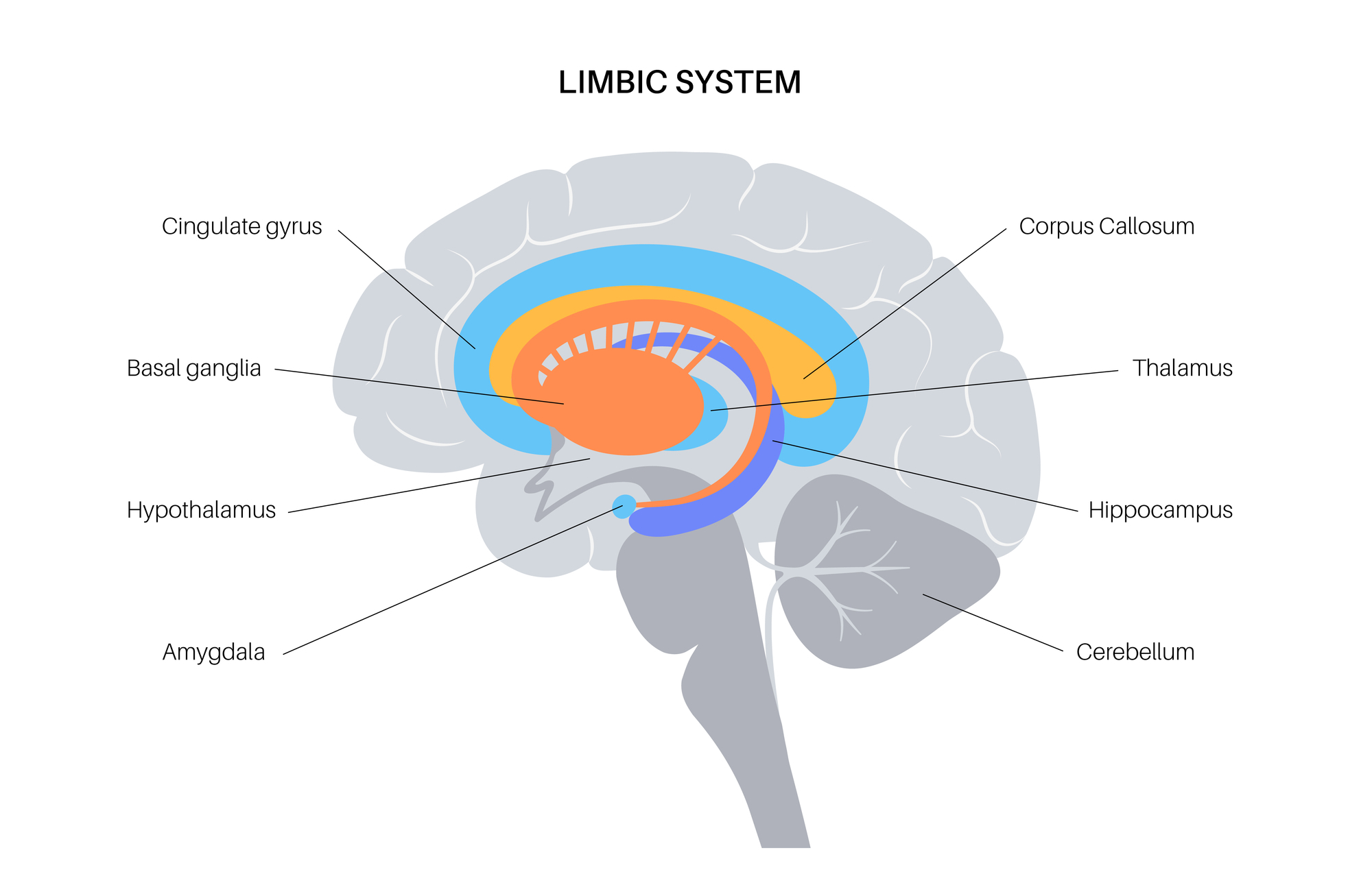 边缘系统 limbic system，海马体 hippocampus，杏仁核 amygdala