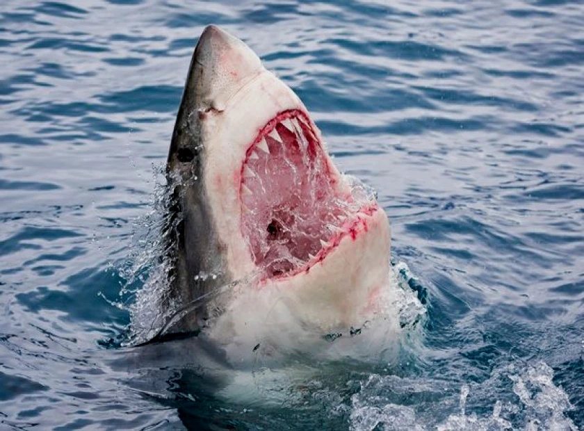 当然，大白鲨（Carcharodon Carcharias）的牙齿是所有鲨鱼里最优秀的，兼具了不同的用途