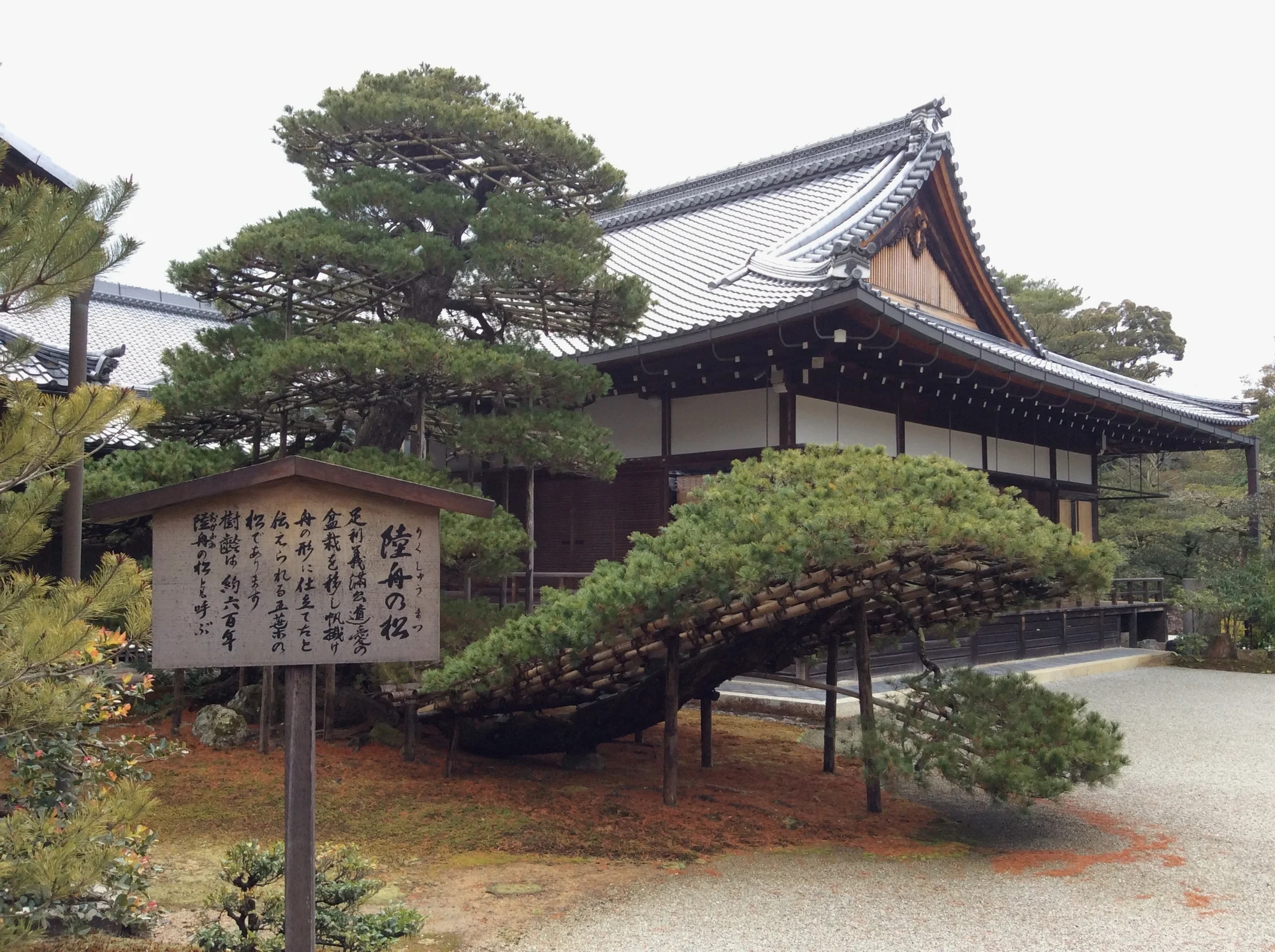 据说是足利义满手植的松树