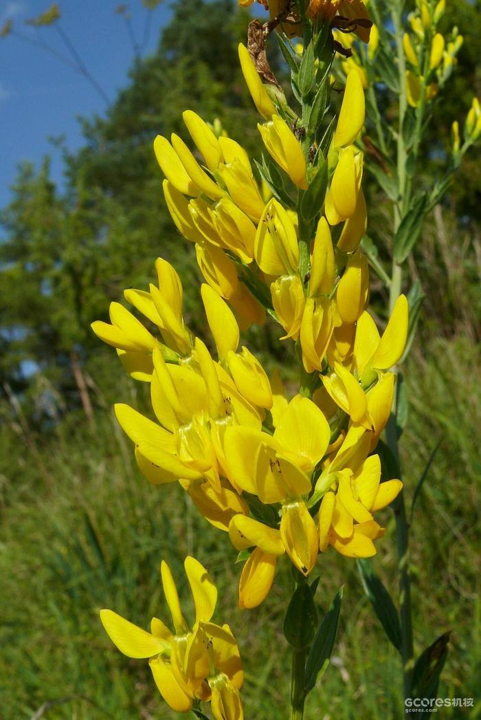 《哈利·波特》系列中的神秘植物考(四)(D系列) 《哈利·波特》系列中的神秘植物考(四)(D系列)