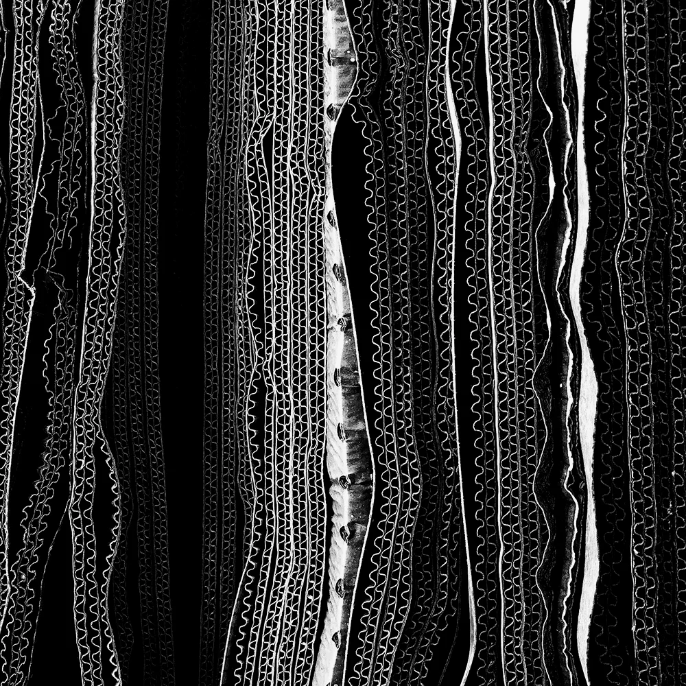 摄影师：Glenn Homann