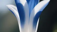 长篇童话