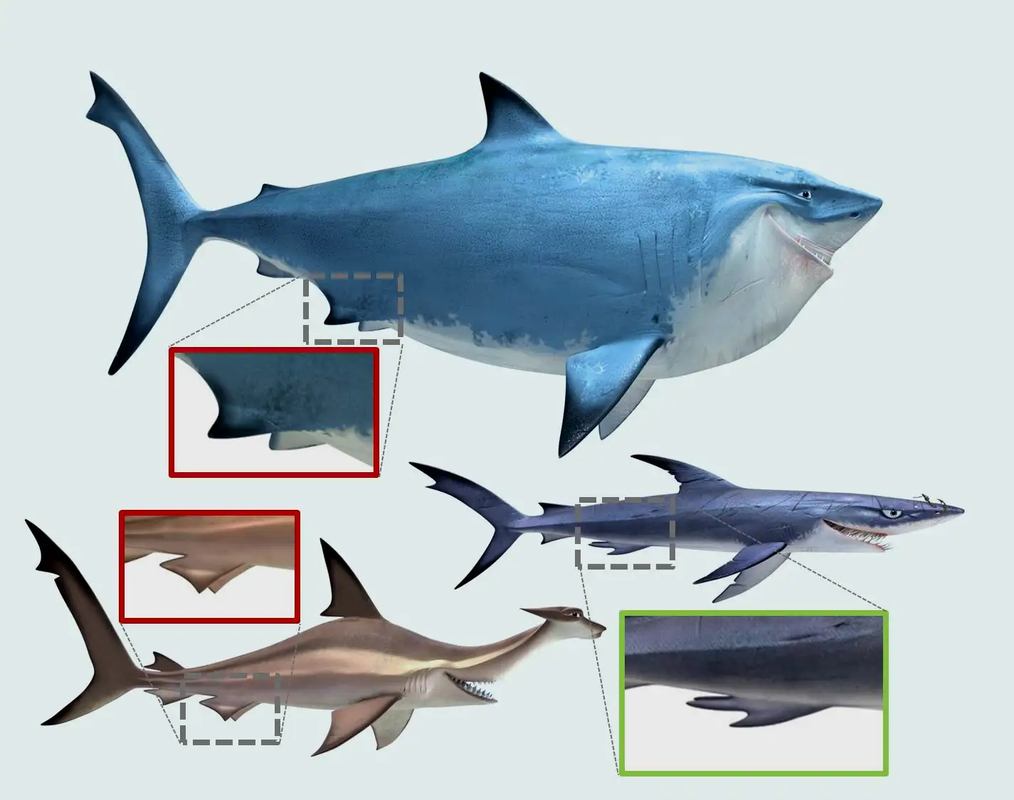 《海底总动员》里的三条鲨鱼似乎都是雄性的，但是实际上只有丘姆有鳍脚，所以布鲁斯和安可其实都是雌性的，安可也许没有爸爸（双髻鲨能孤雌生殖）