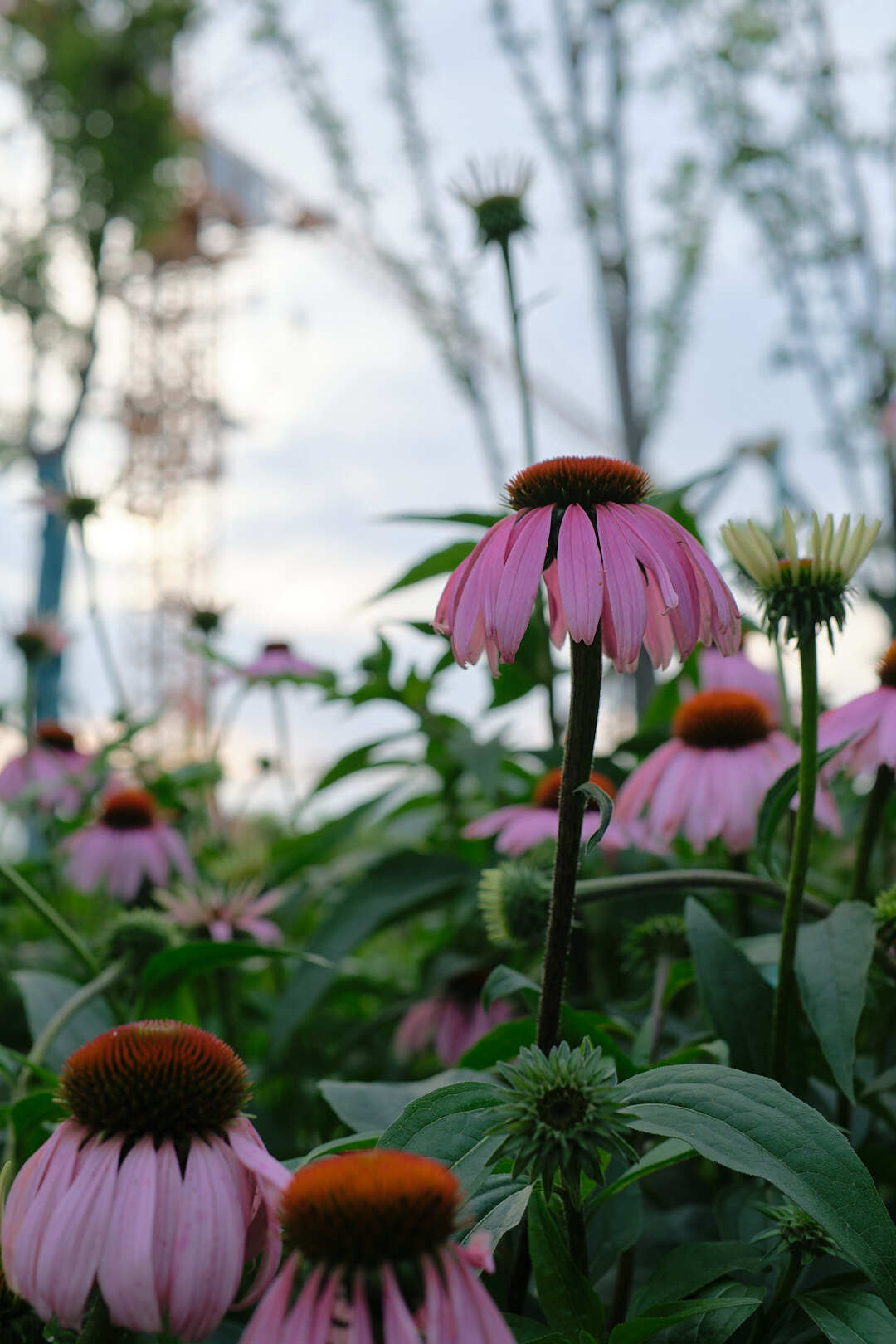 学校寝室外的松果菊