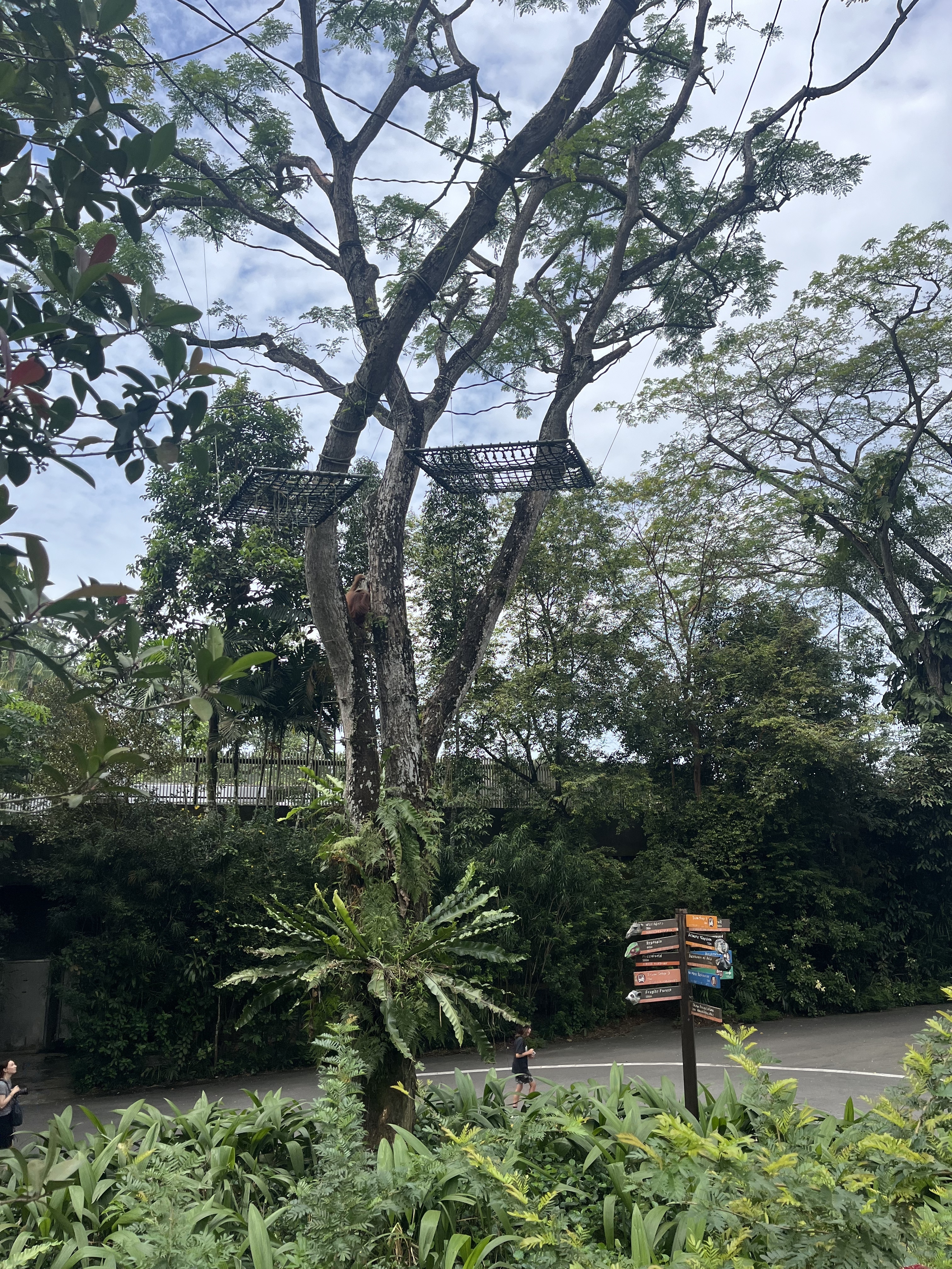 有多少人能意识到会有猩猩从空中跑到头顶呢？