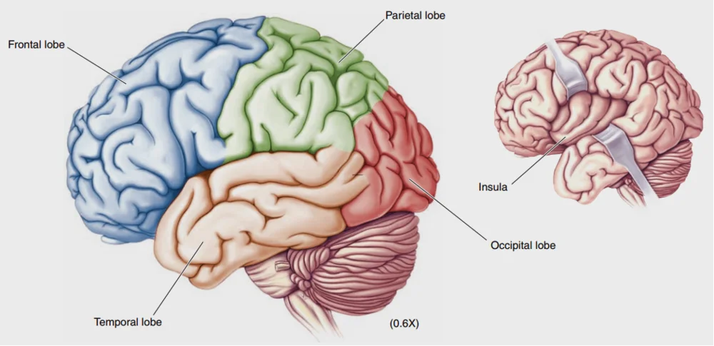大脑皮层可以大体划分为额叶（frontal lobe, 蓝色）、顶叶（ parietal lobe, 绿色）、颞叶（temporal lobe, 黄色）和枕叶（occipital lobe, 红色）四个部分。颞叶内侧还有一个折进去的脑岛（insula，见小图）。