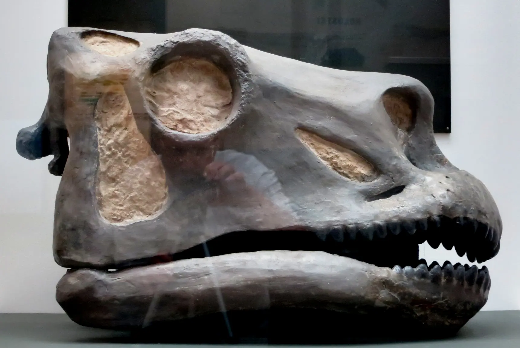 耶鲁皮博迪博物馆制作的雷龙头骨模型