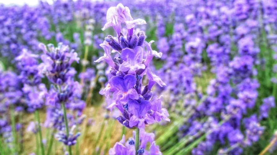薰衣草7月开花，穗状花序，花色从蓝到紫，花瓣不甚光滑，但程度不一。﻿﻿全株芳香，有浓烈的樟脑气味。