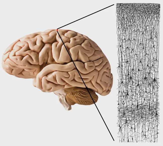 直观的概念图。右侧的高尔基染色切片图来自于左侧大脑皮层上那一丁点区域（红点），而且高尔基染色一般只能染出1/10的神经元，实际情况会比右图还密集得多。