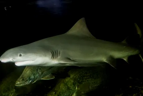 墨尔本海洋馆饲养的一条露齿鲨（Glyphis glyphis），这是真正的淡水鲨鱼，只有很少的几个种类，非常罕见