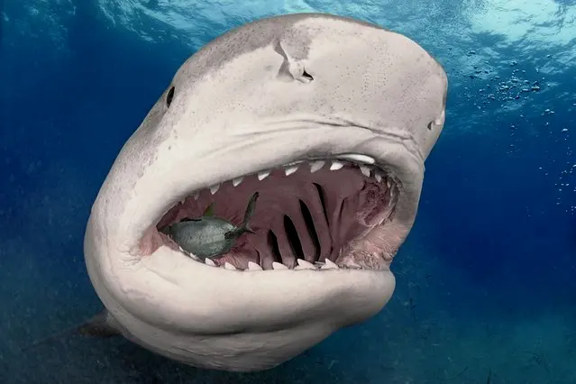 居氏鼬鲨的牙齿较短，呈斜三角形，凭借强大的咬合力，这些牙齿可以压碎海龟壳