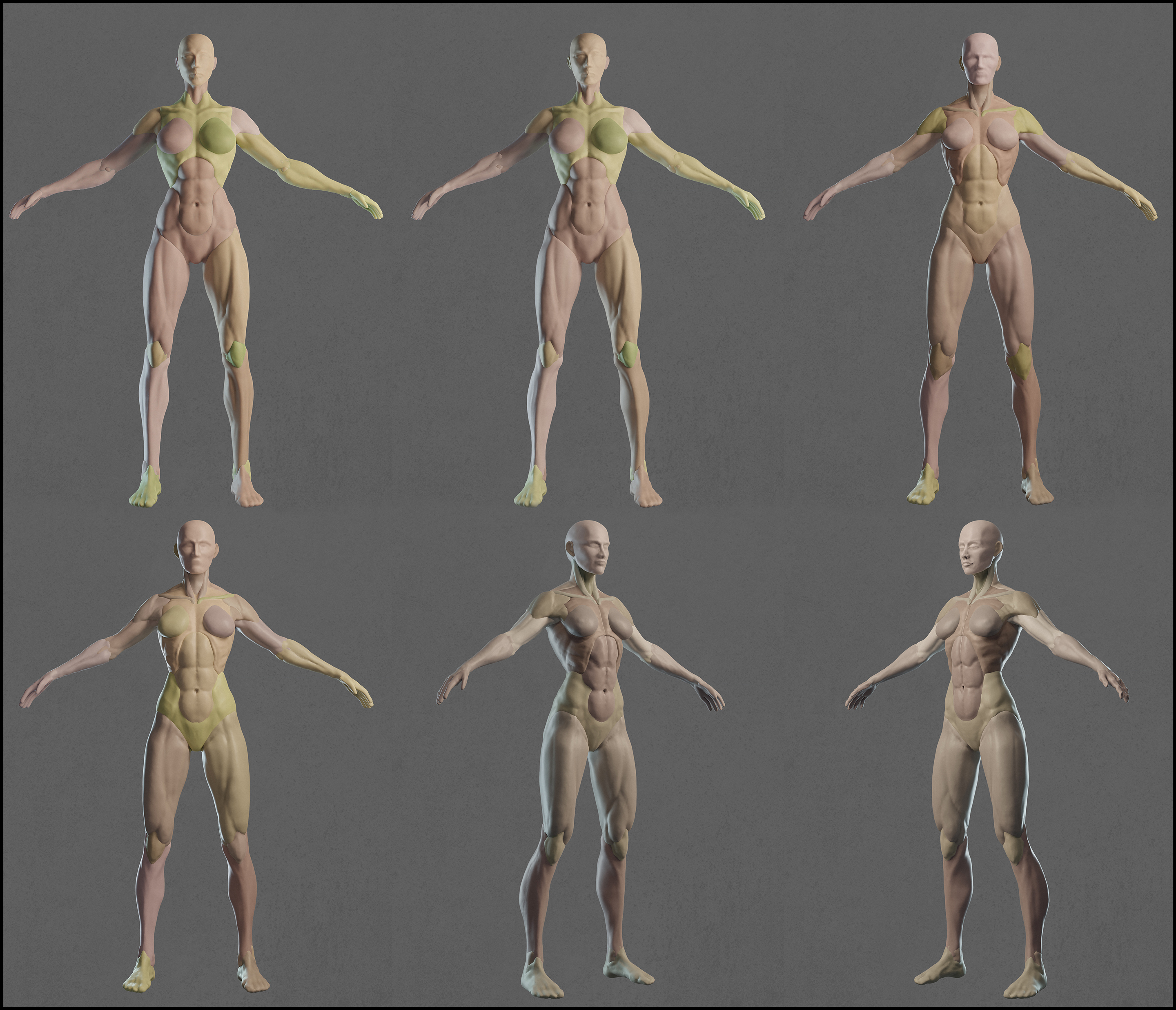 理論學習中構建的女性人體基本分塊，涵蓋了一些基本的肌肉骨骼特徵-00 