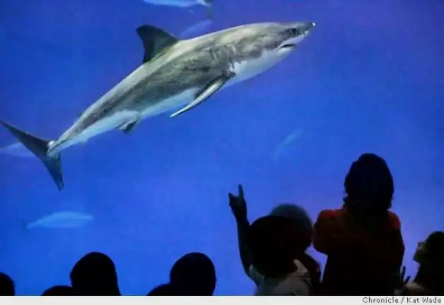 蒙特雷湾海洋馆在90年代进过一条1米多的幼年大白鲨，在198天里吃了一些鱼肉。在2011年蒙特雷最后一次（第六次）尝试饲养大白鲨，55天之后不得不放生