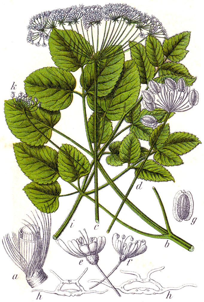 BASTARD LOVAGE（Lovage, Bastard），Laserpitium latifolium 