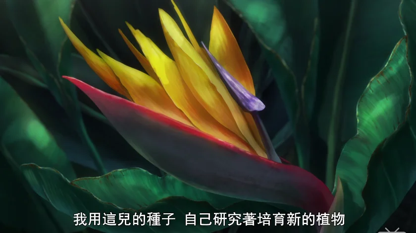 这是鹤望兰
