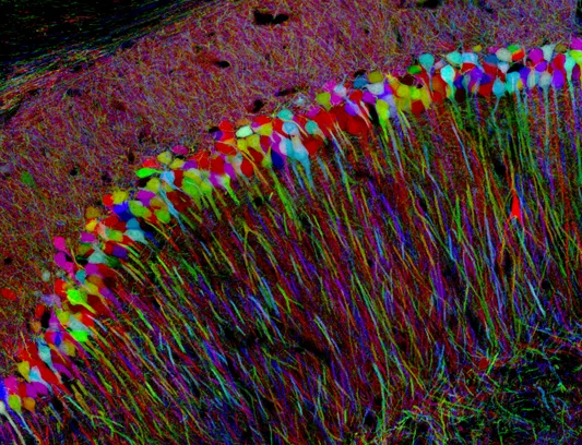 现代脑虹（Brainbow）染色技术观察到的皮层神经元，这些相邻的神经元可能接受来自不同脑区的信息，并将自己处理的结果发送到大脑的不同部位。