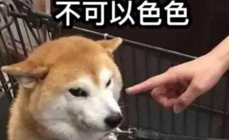 meme「不可以色色」原型柴犬「Pon」逝世