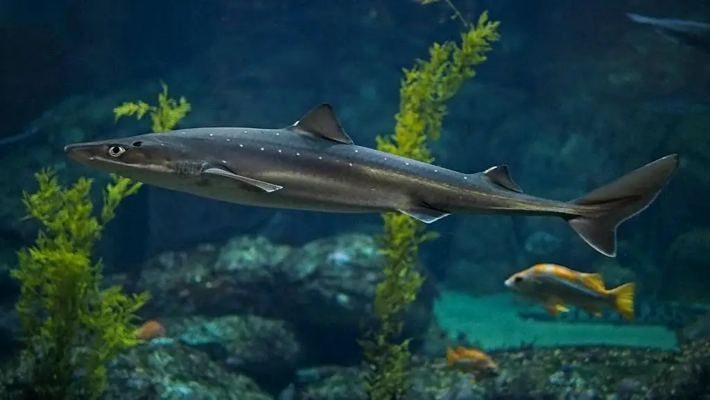 白斑角鲨没有臀鳍，属于小型鲨鱼，在北大西洋的海水中活动