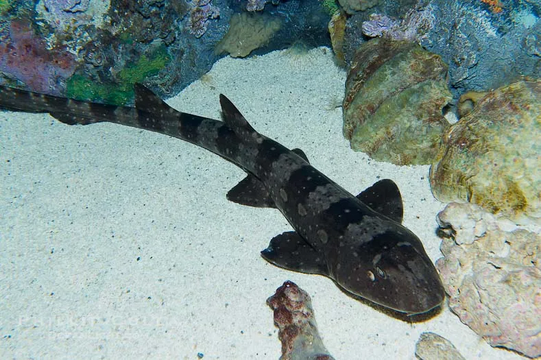 条纹斑竹鲨，这也是国内水族馆的常客了