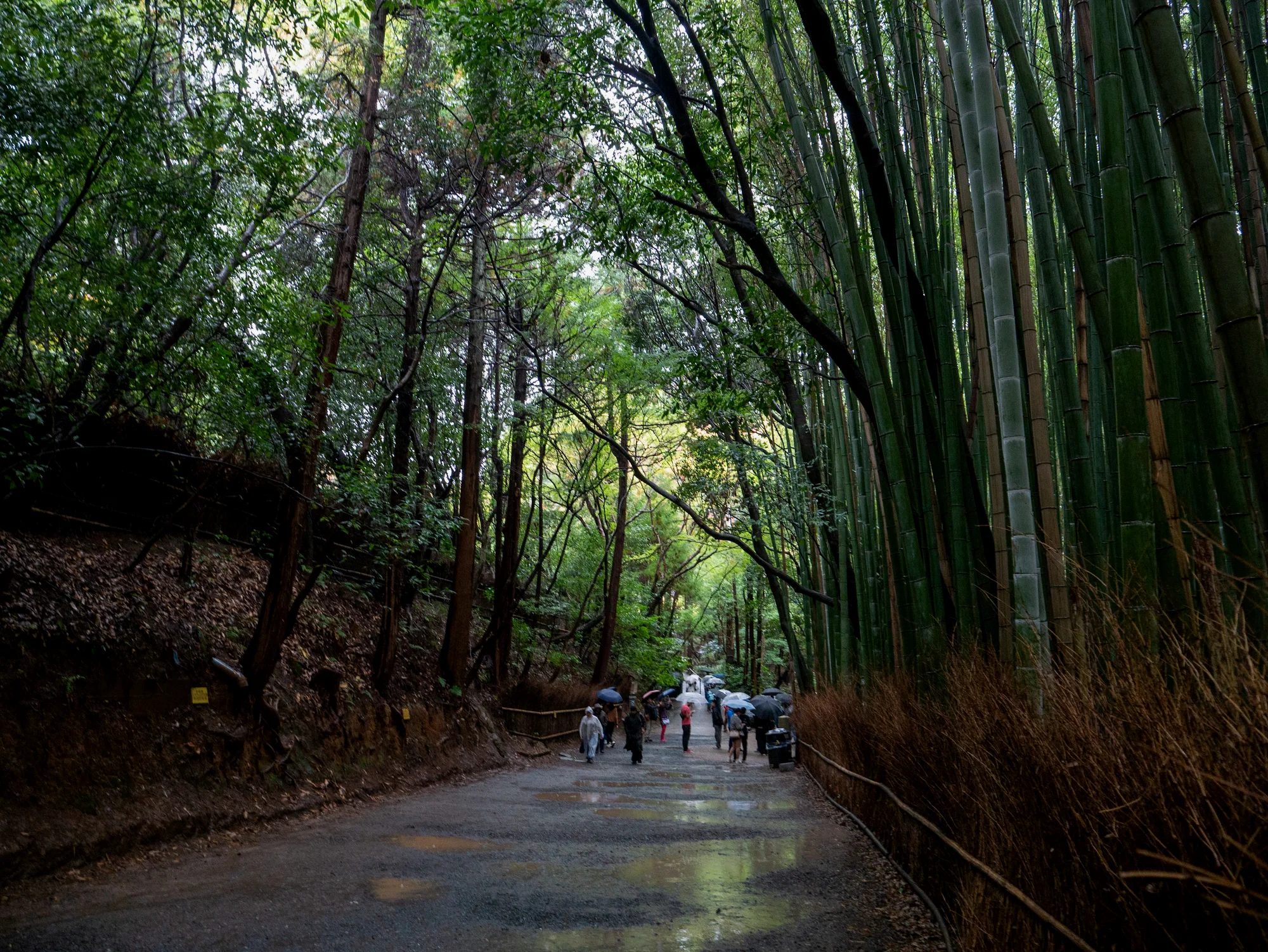 竹林小道