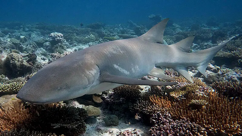 光鳞鲨，常被误认为护士鲨（Ginglymostoma cirratum）