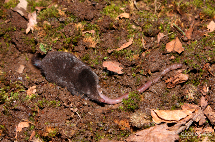《铃芽之旅》剧情与民俗深度解读 《铃芽之旅》剧情与民俗深度解读