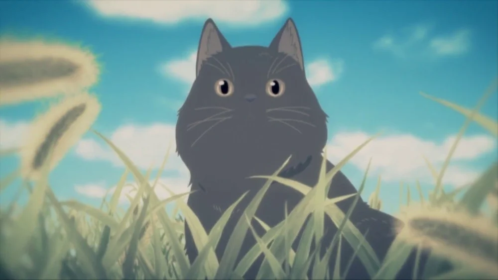 Daru