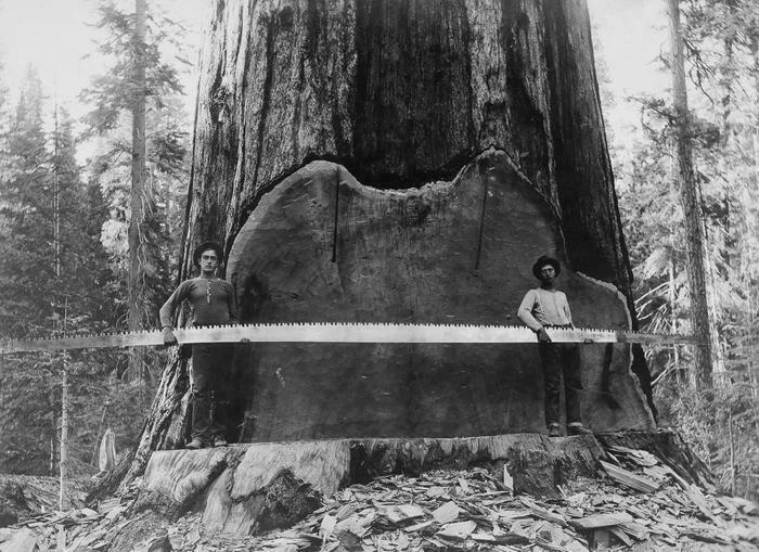 1917 年，加利福尼亚州的伐木工人拿着横切锯在一棵巨大的红杉树干上。（来源：A. R. Moore.）