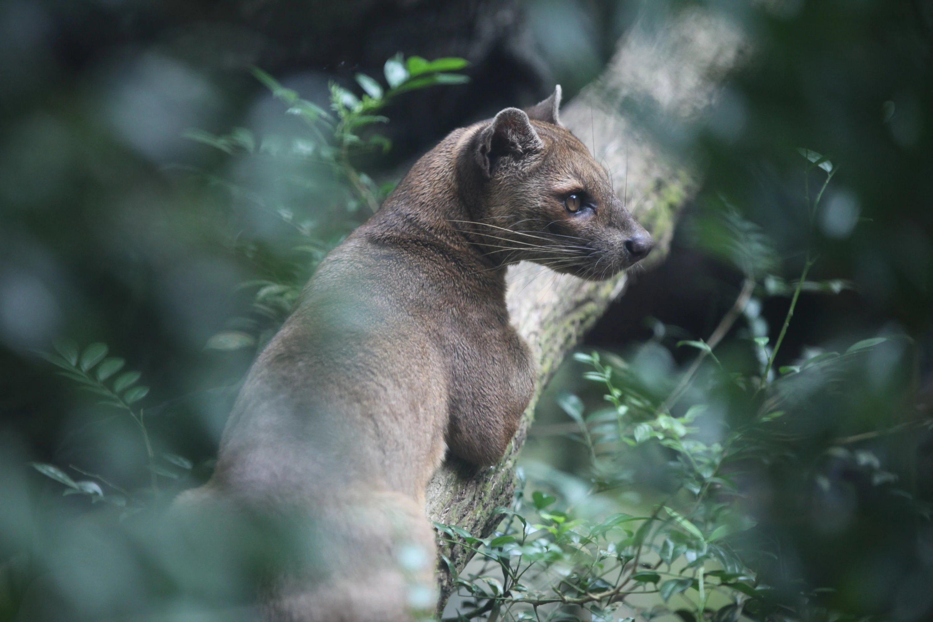 闪耀狮城的“动物园之星”丨新加坡动物园游记| 机核GCORES