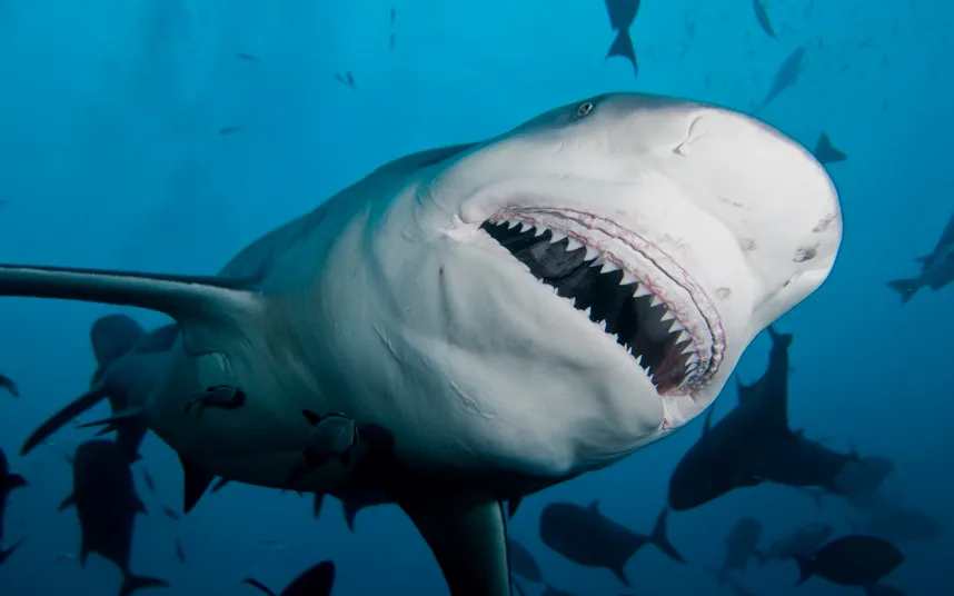 低鳍真鲨的牙齿为低矮的斜三角形，容易造成严重的咬伤