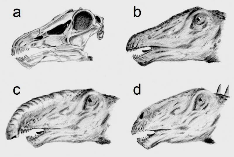 马什认为梁龙的鼻孔在头盖，推论出梁龙及他蜥脚下目恐龙如腕龙、迷惑龙都生活在水中。1951年，Kenneth A. Kermack提出研究反对这个假设，因为当蜥脚类浸在水里时，胸部水压太大，会令它不能呼吸。图B显示的就是根据“梁龙鼻孔在顶的头部”这一假设画出的梁龙图像。