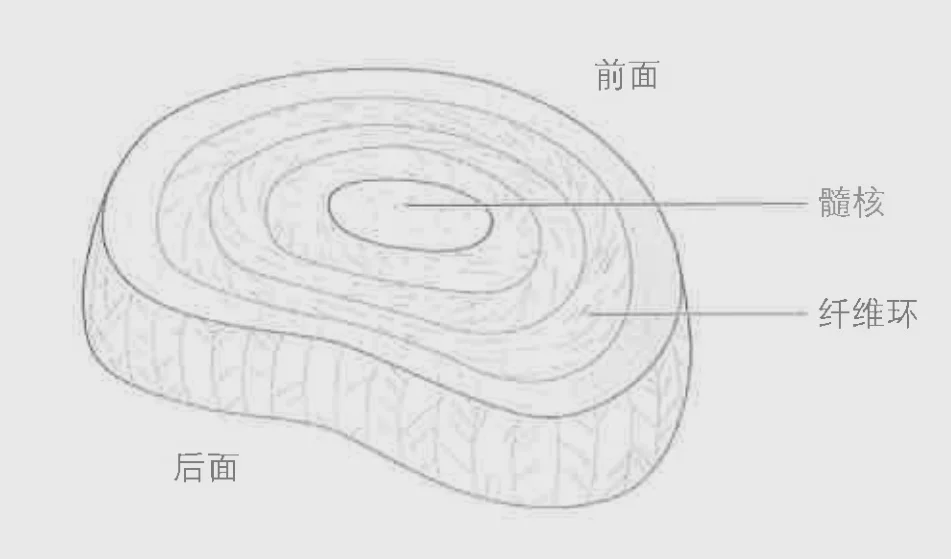椎间盘结构
