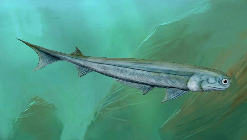 这条石炭纪时期的棘鱼（Acanthodes sp.）是一种具有硬质脊椎的鲨鱼，没有牙齿，可能和某些硬骨鱼有联系