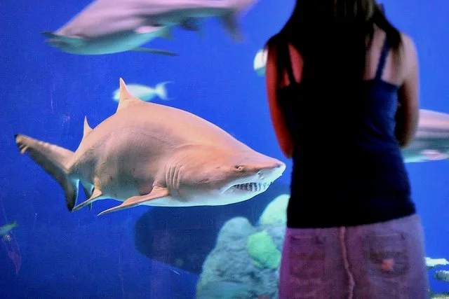 丹佛海洋馆的锥齿鲨，快成虾米背了