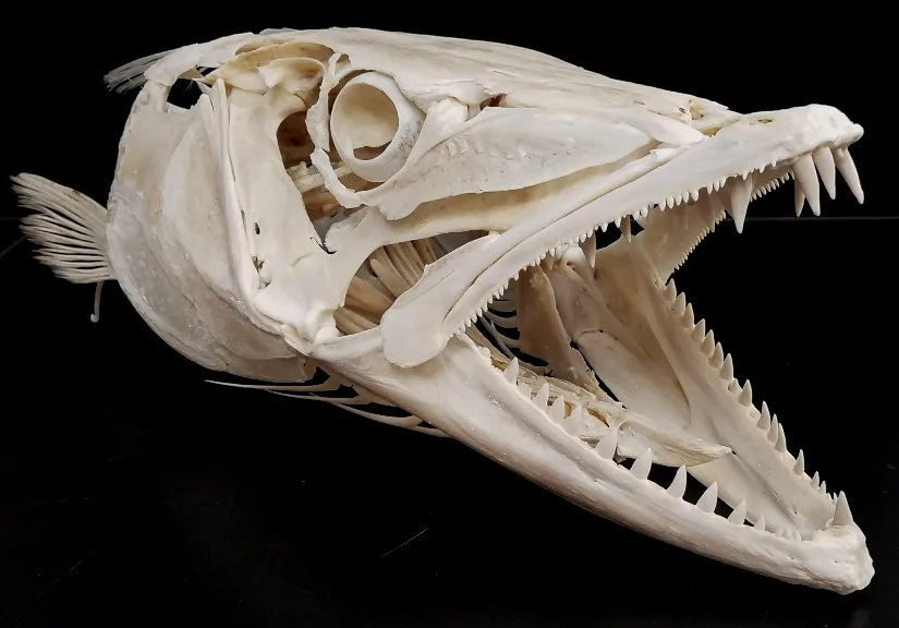 大魣的头骨和牙齿，它们也是海钓客追求的目标