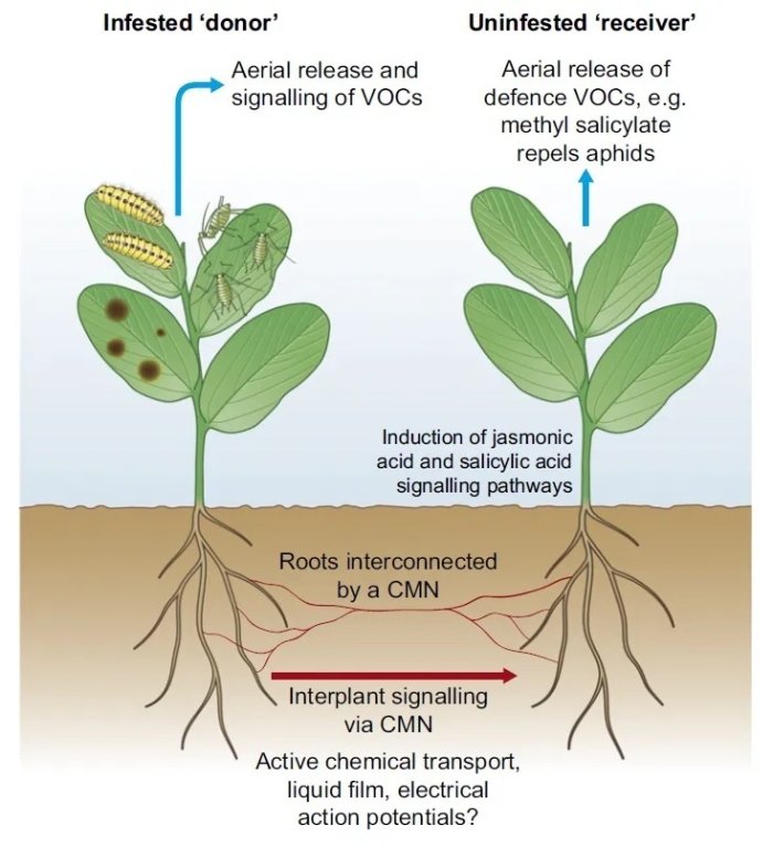 植物通过菌丝互相连接的示意图