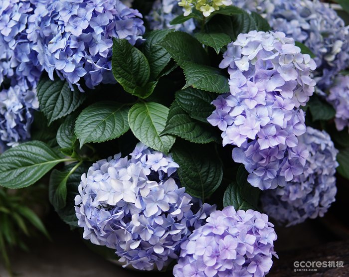 摄影分享 |  摄影分享 |